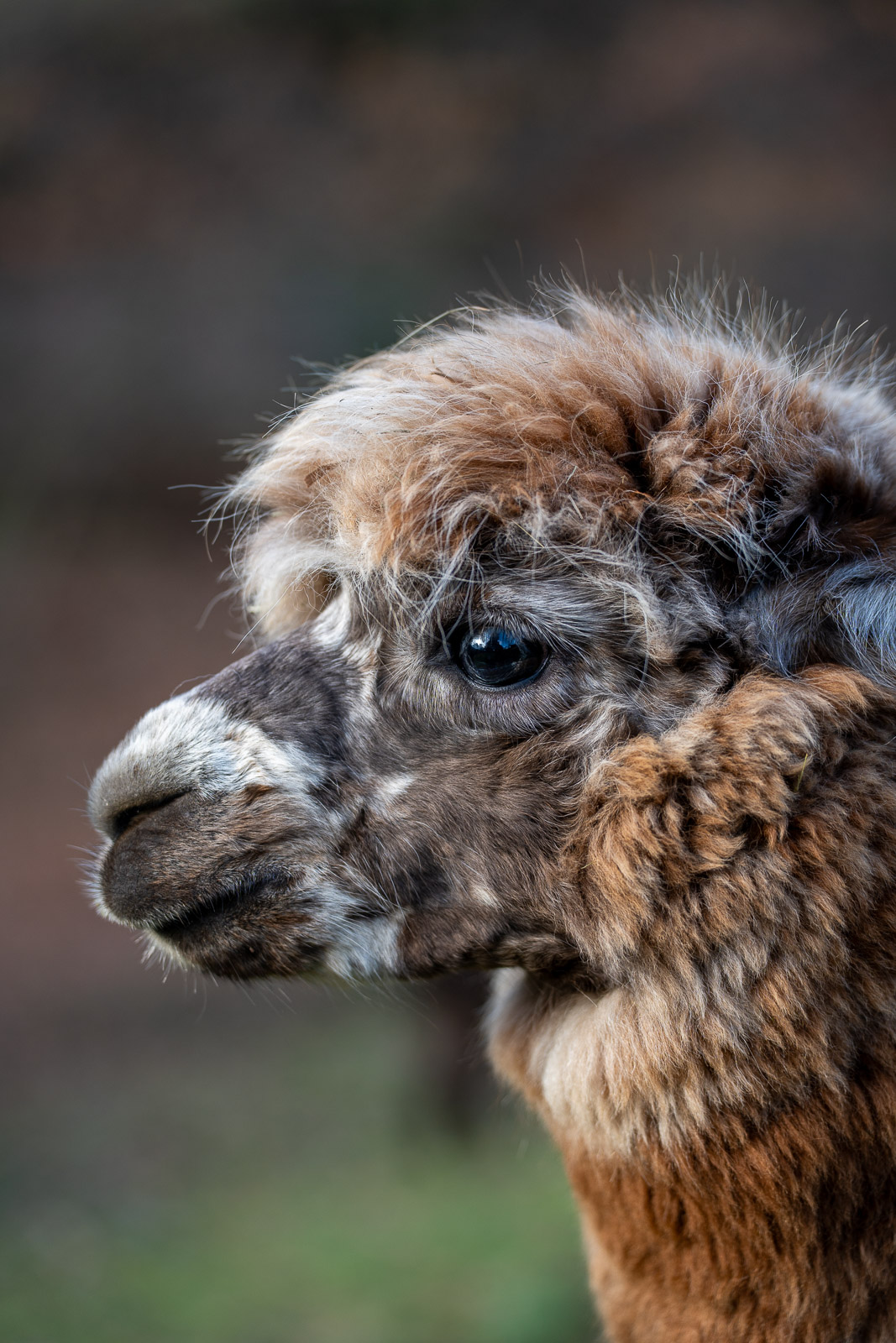 Alpakas – Fluffy Crew