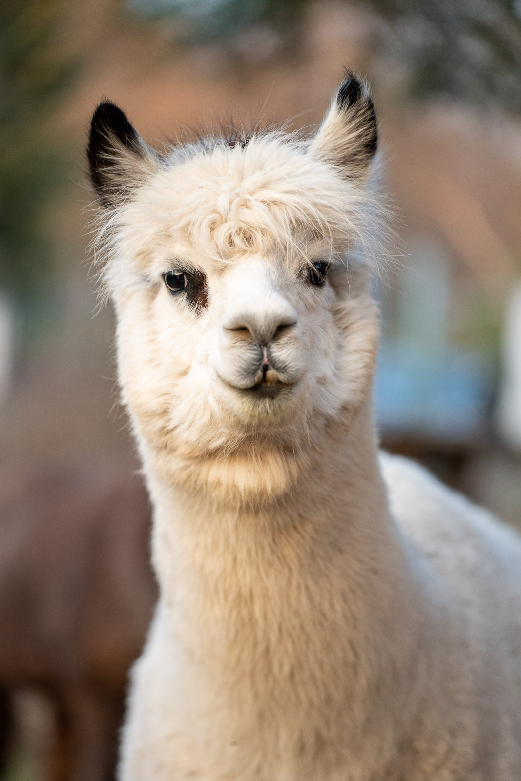 Alpakas – Fluffy Crew