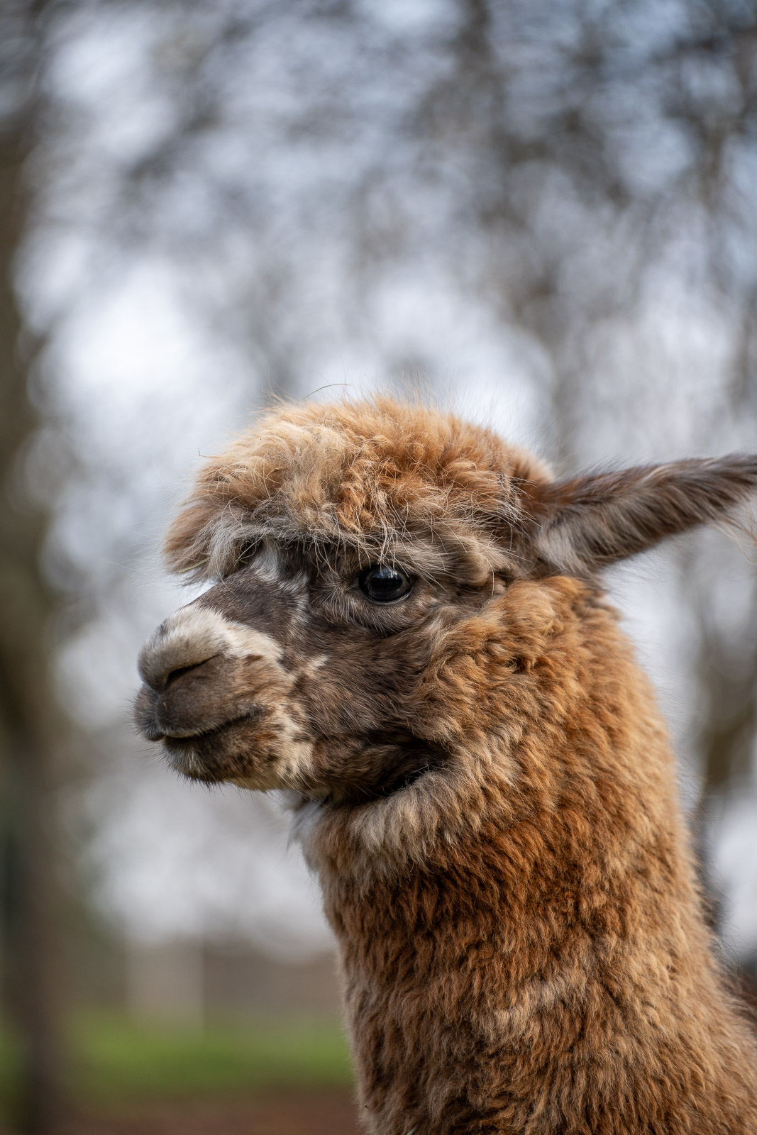 Alpakas – Fluffy Crew