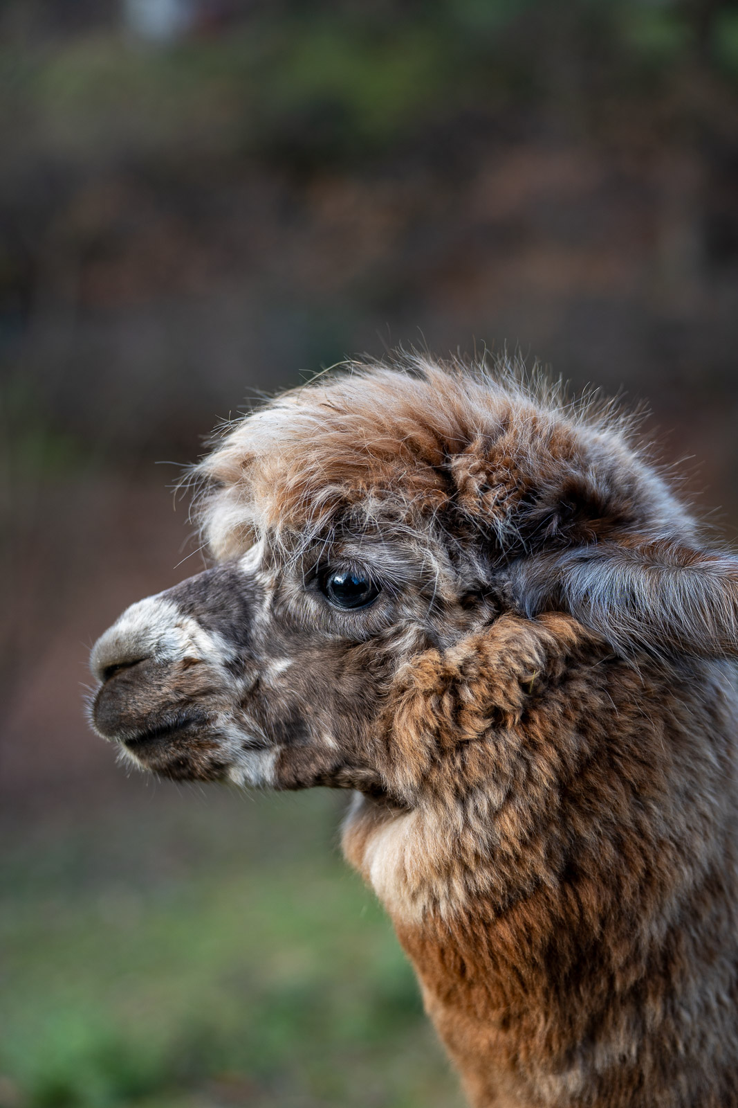 Alpakas – Fluffy Crew