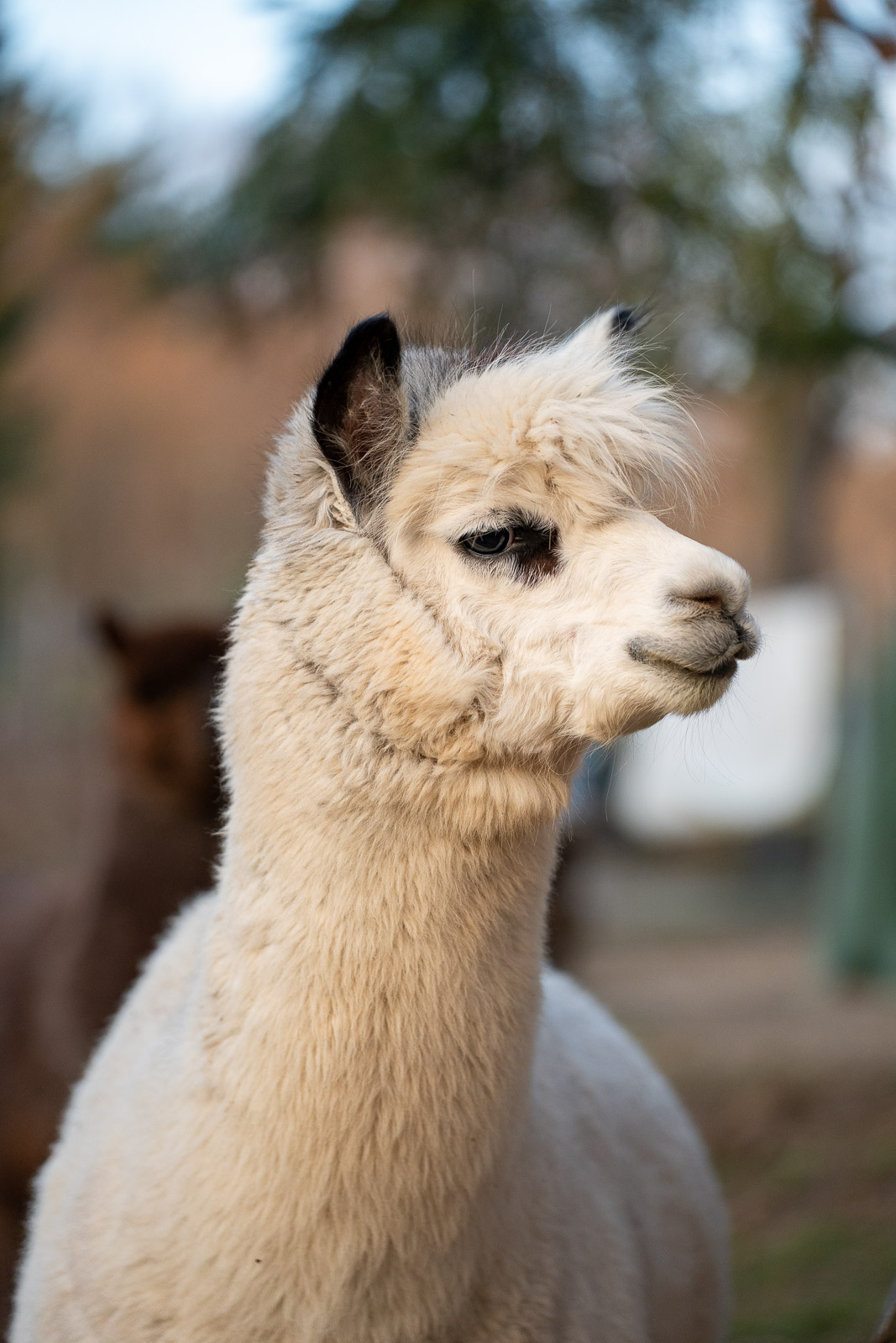 Alpakas – Fluffy Crew