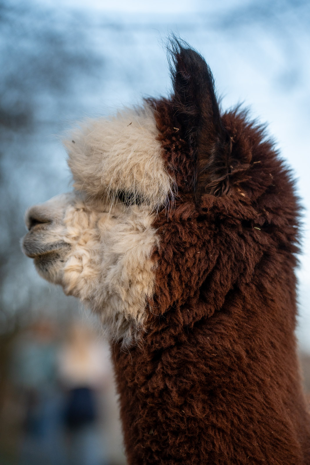 Alpakas – Fluffy Crew