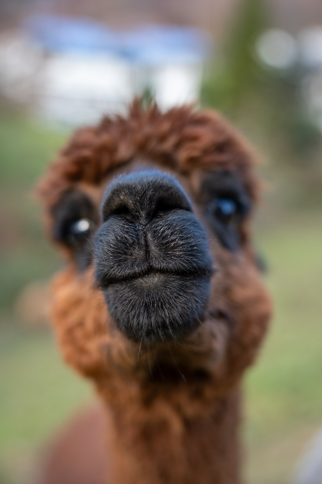 Alpakas – Fluffy Crew