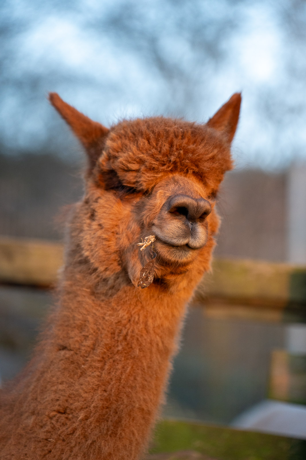 Alpakas – Fluffy Crew