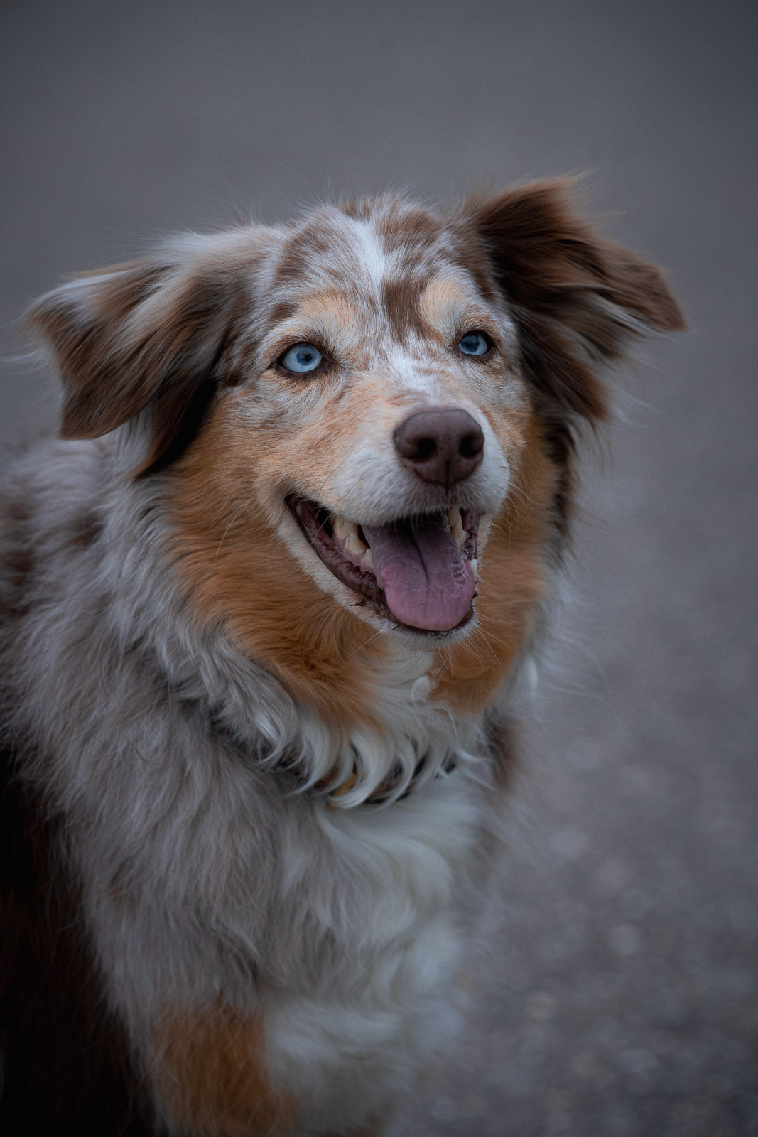 Chester – Autumn Vines