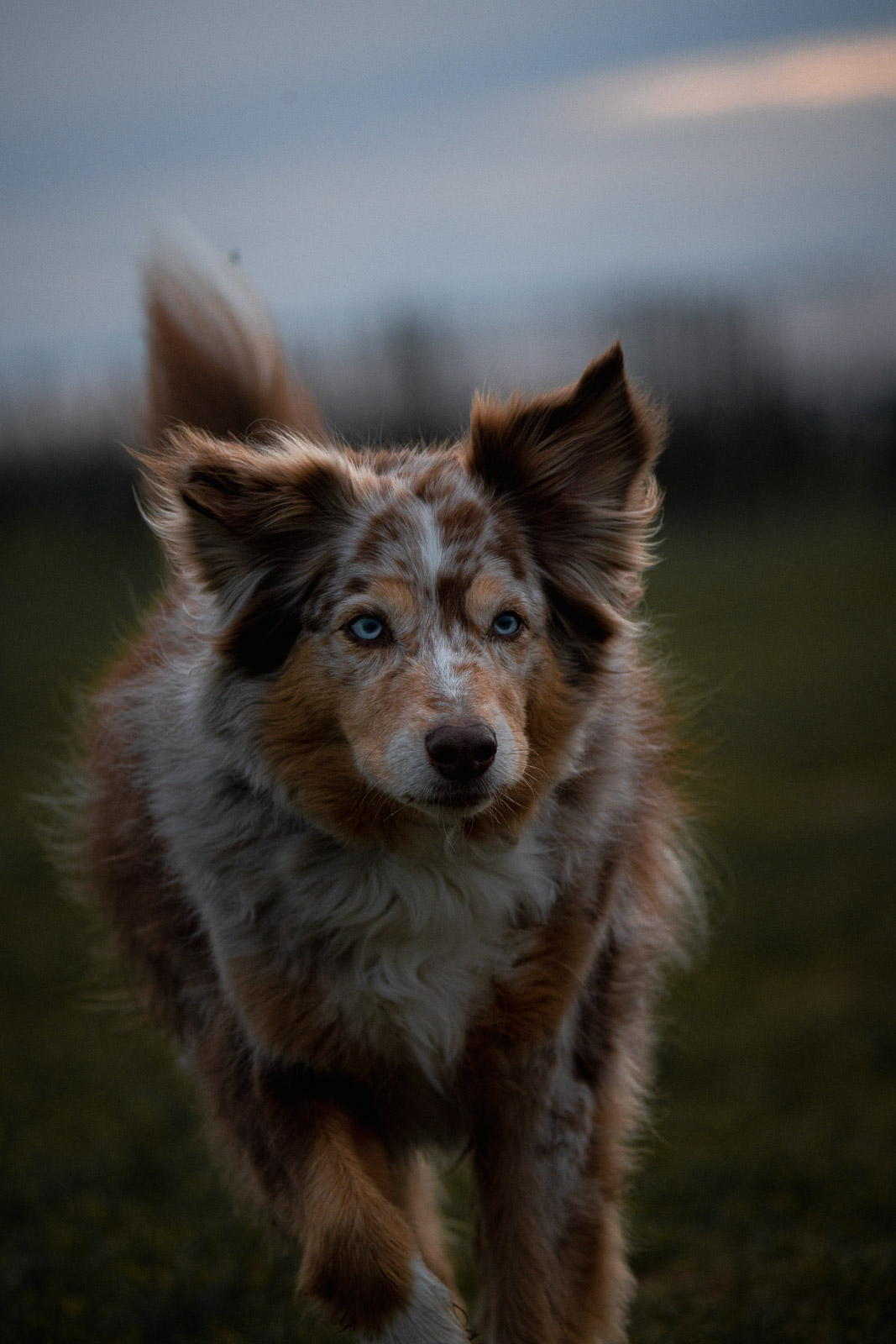 Chester – Autumn Vines