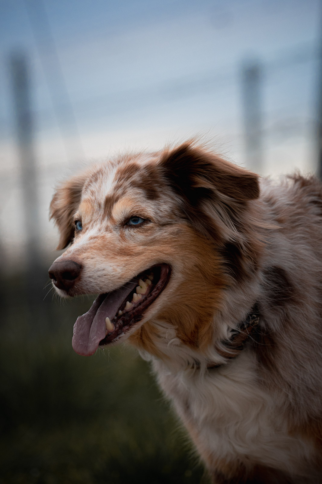 Chester – Autumn Vines