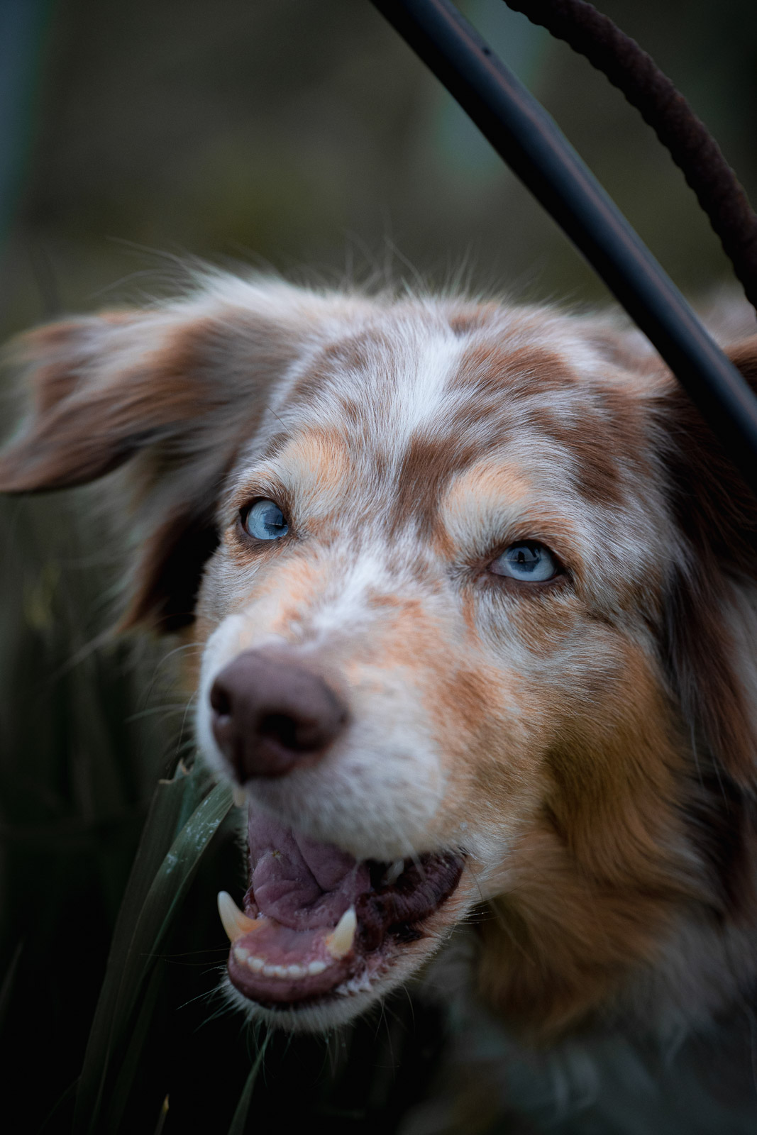 Chester – Autumn Vines