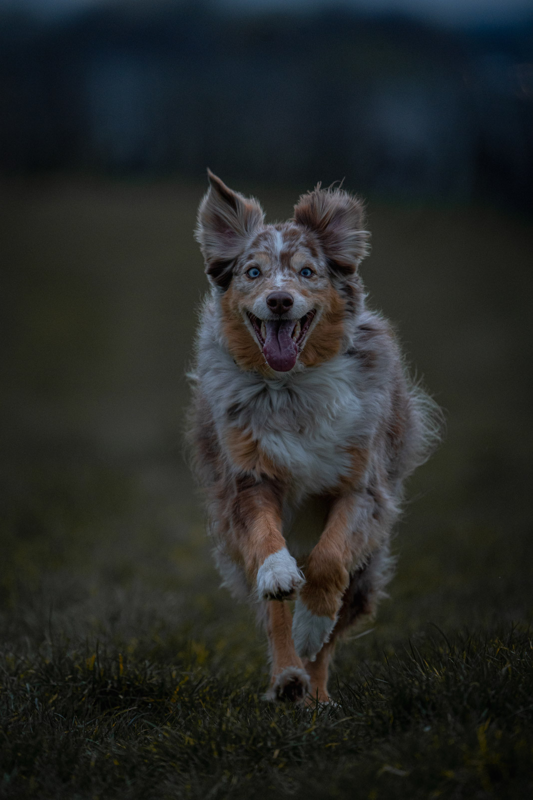 Chester – Autumn Vines