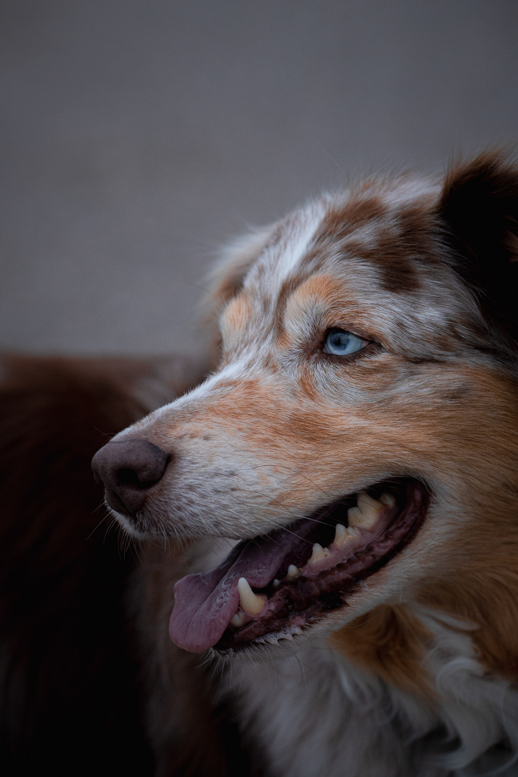 Chester – Autumn Vines