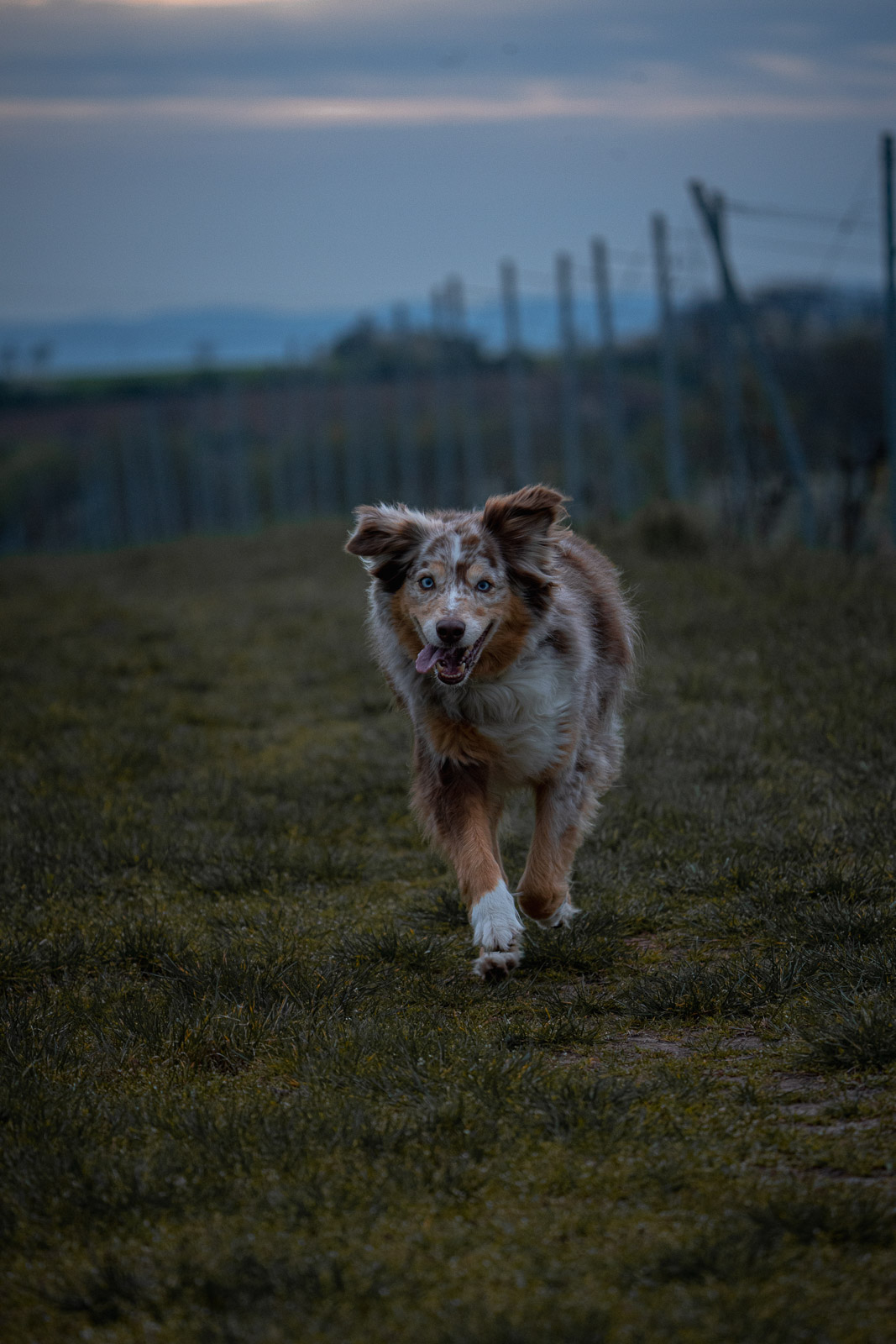 Chester – Autumn Vines