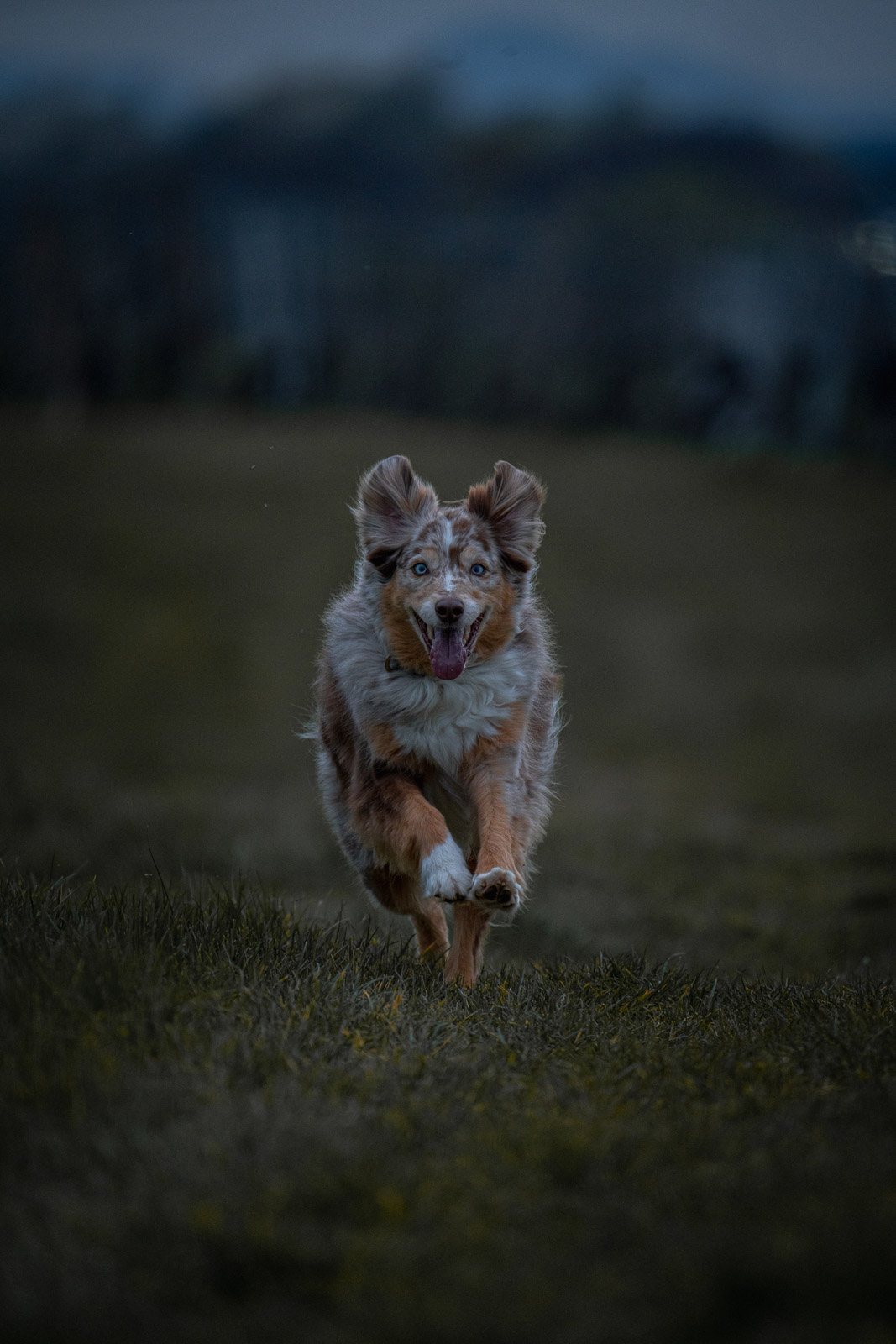 Chester – Autumn Vines