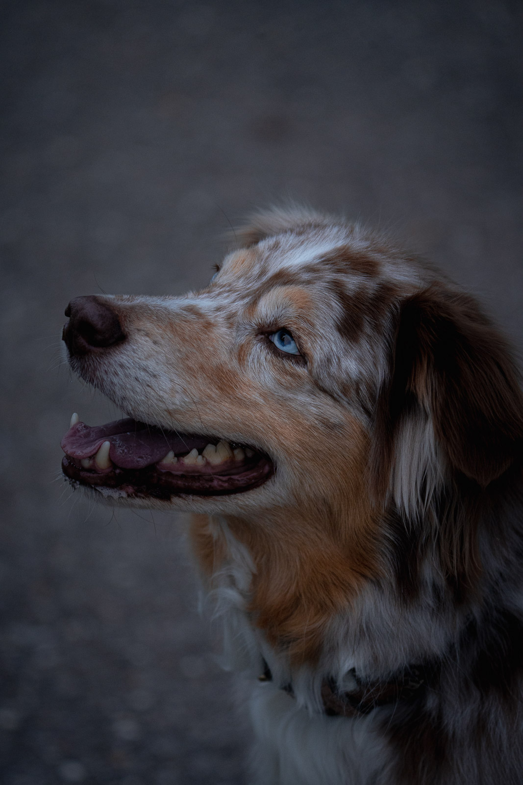 Chester – Autumn Vines