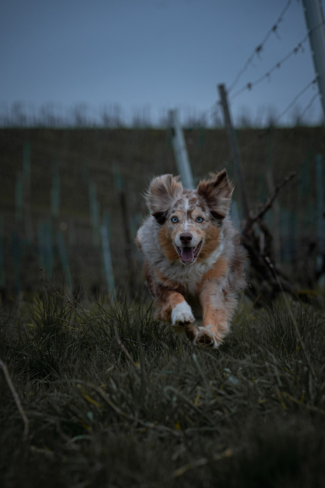 Chester – Autumn Vines