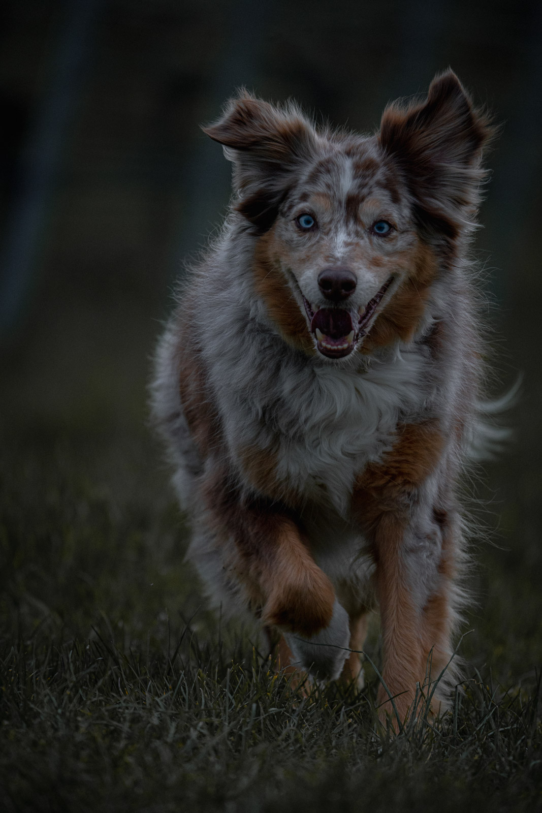 Chester – Autumn Vines