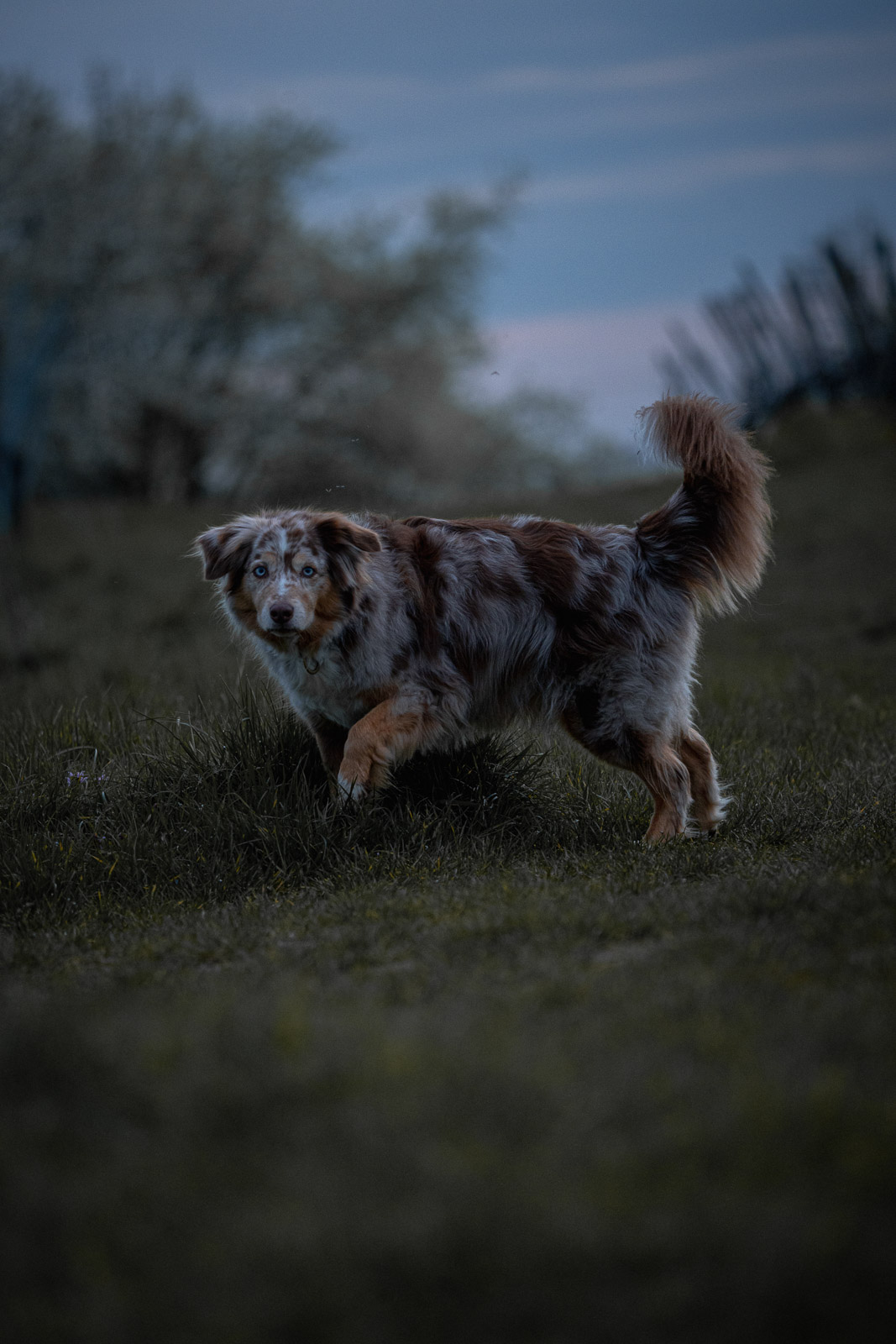 Chester – Autumn Vines