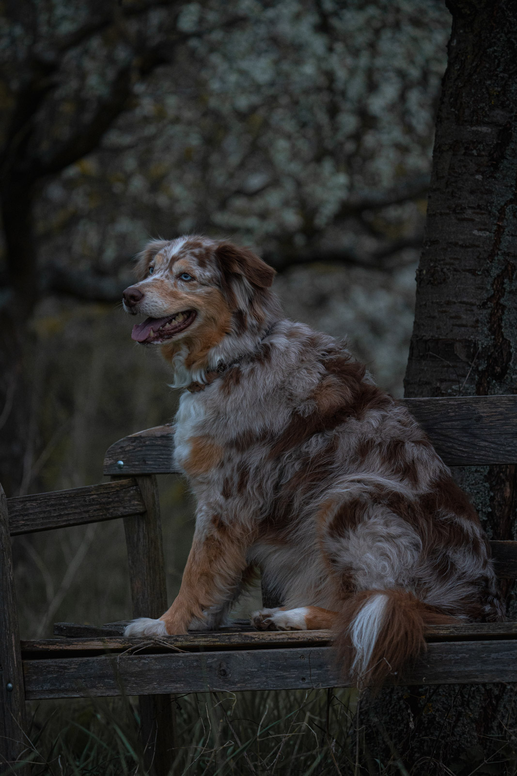 Chester – Autumn Vines