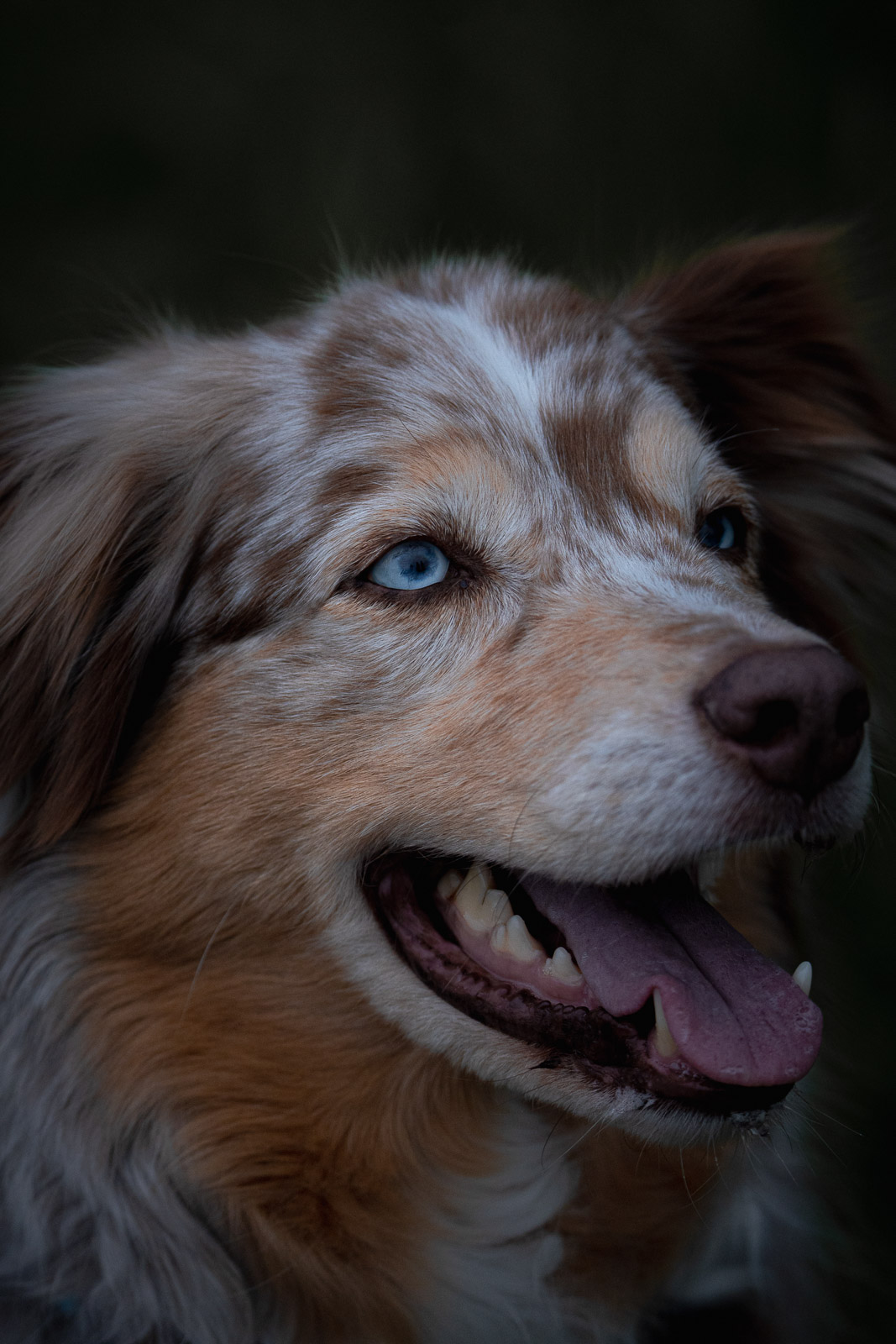 Chester – Autumn Vines