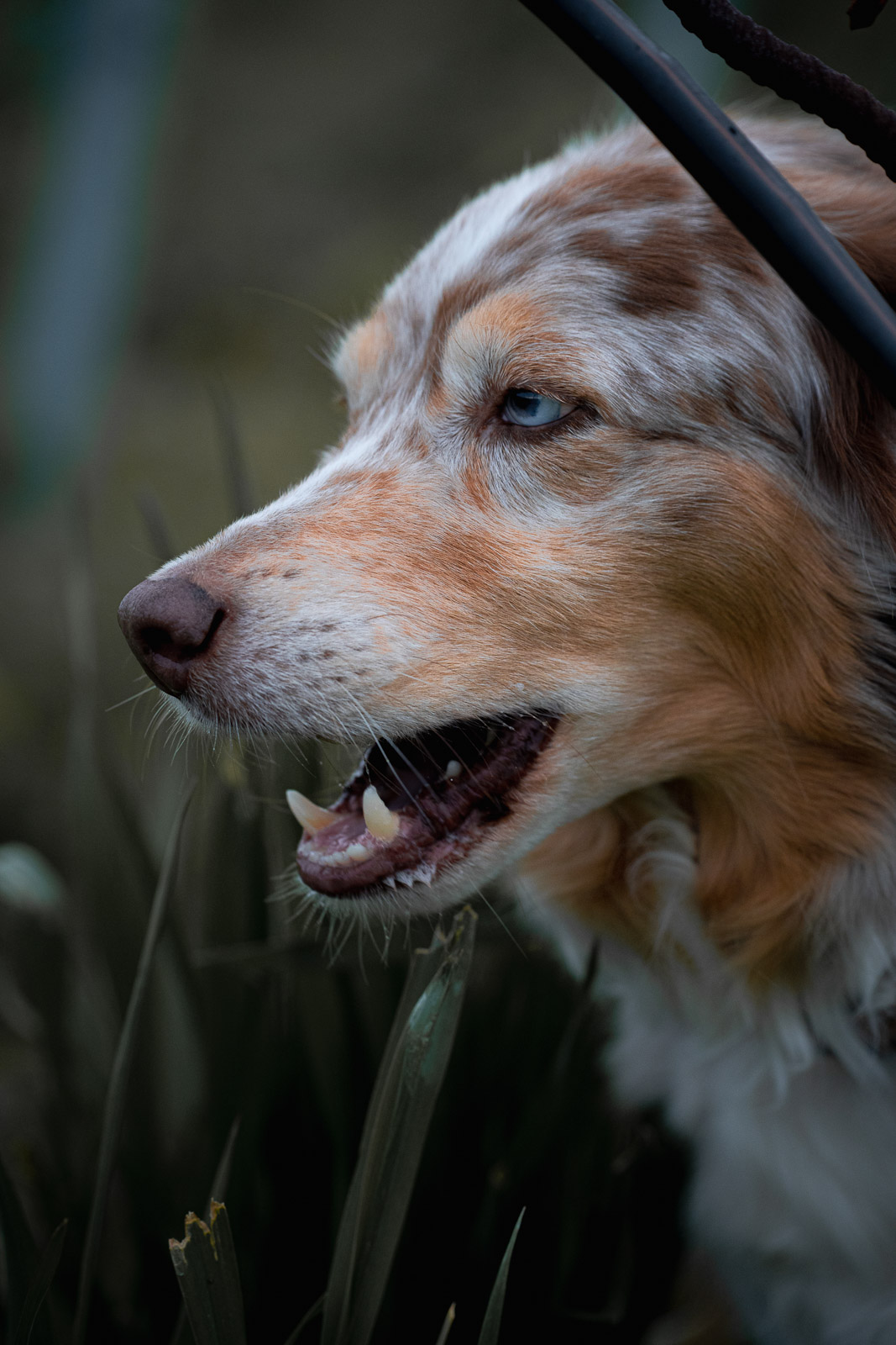 Chester – Autumn Vines