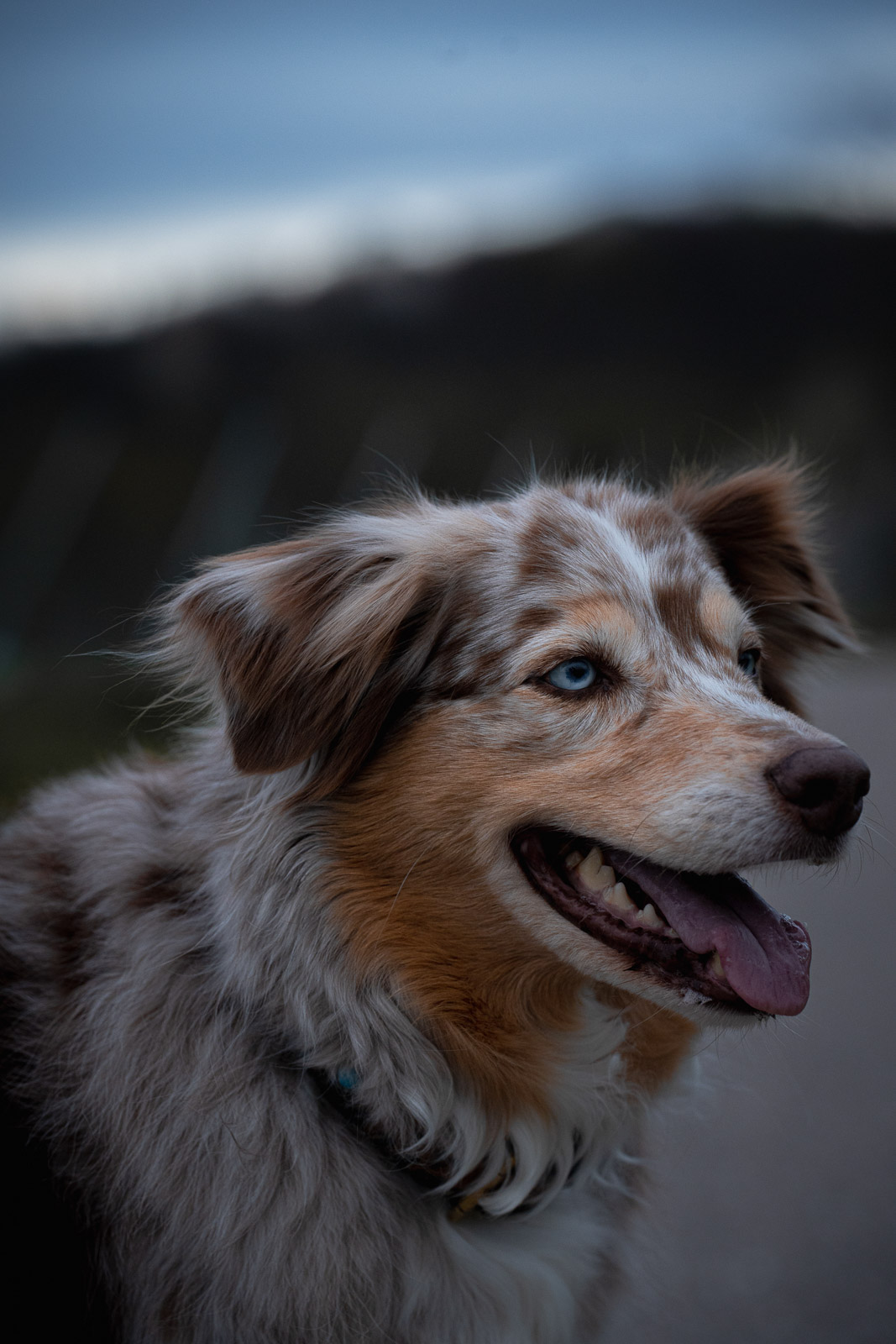 Chester – Autumn Vines