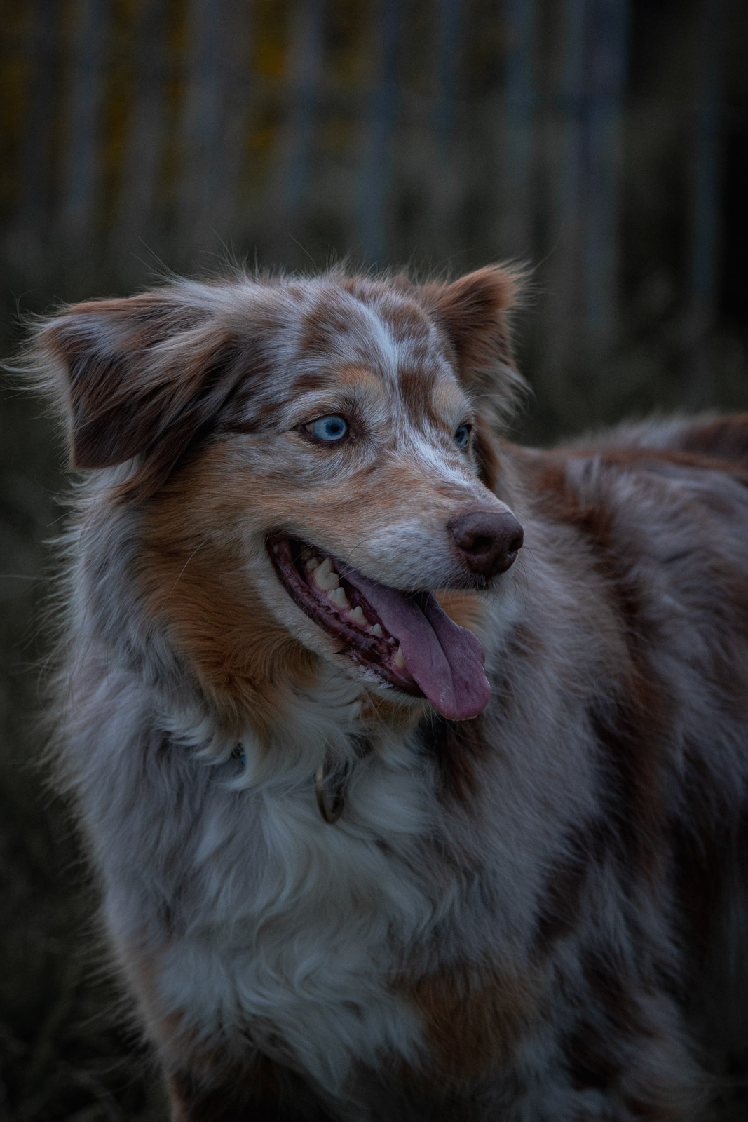 Chester – Autumn Vines