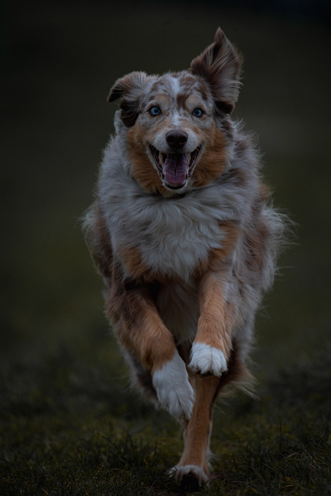 Chester – Autumn Vines