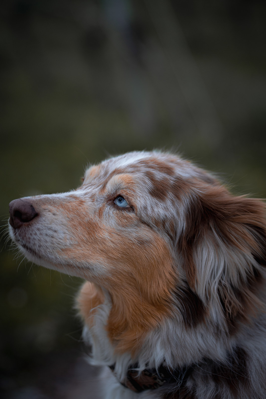 Chester – Autumn Vines