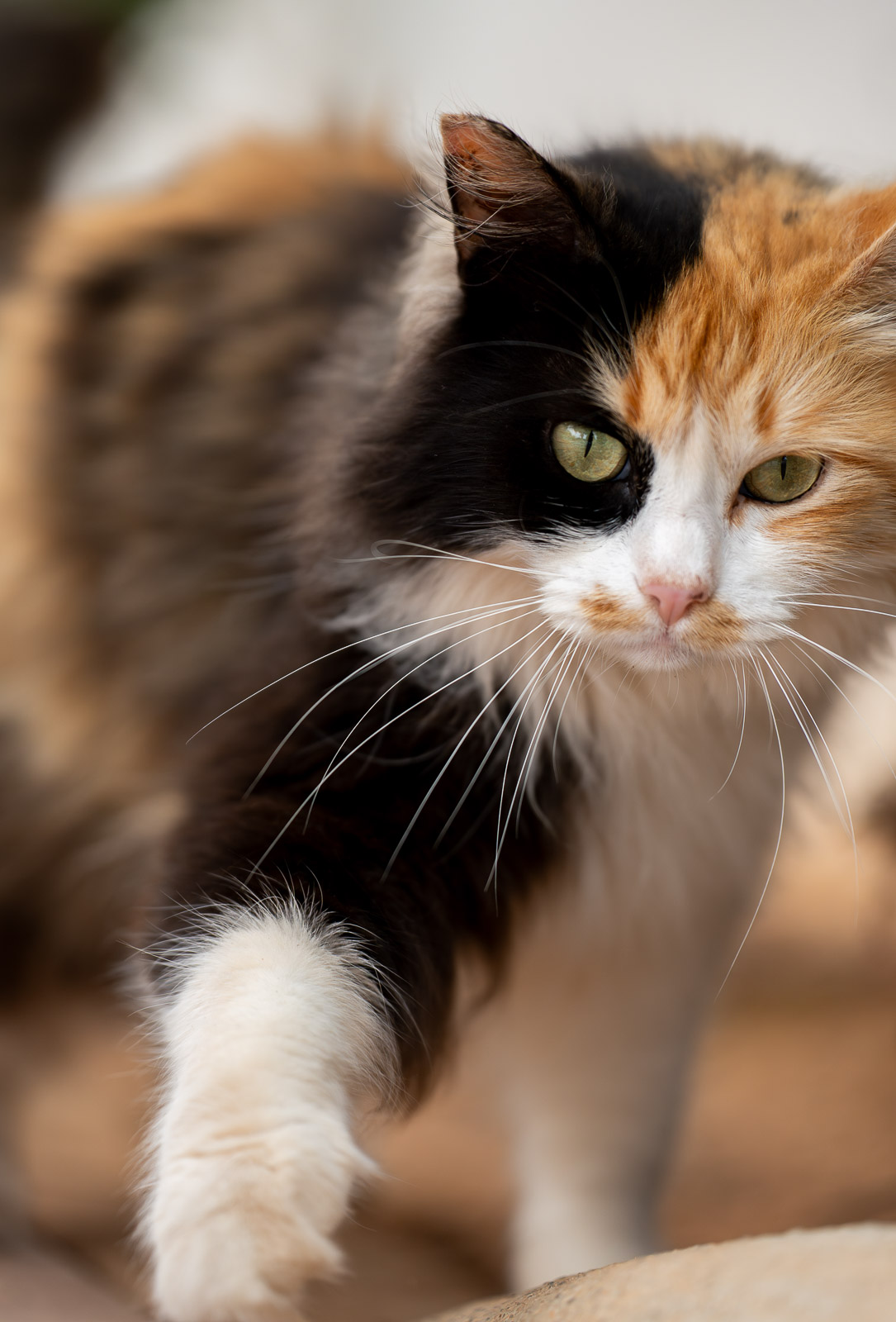 Ibiza Cat – Sun & Shadow