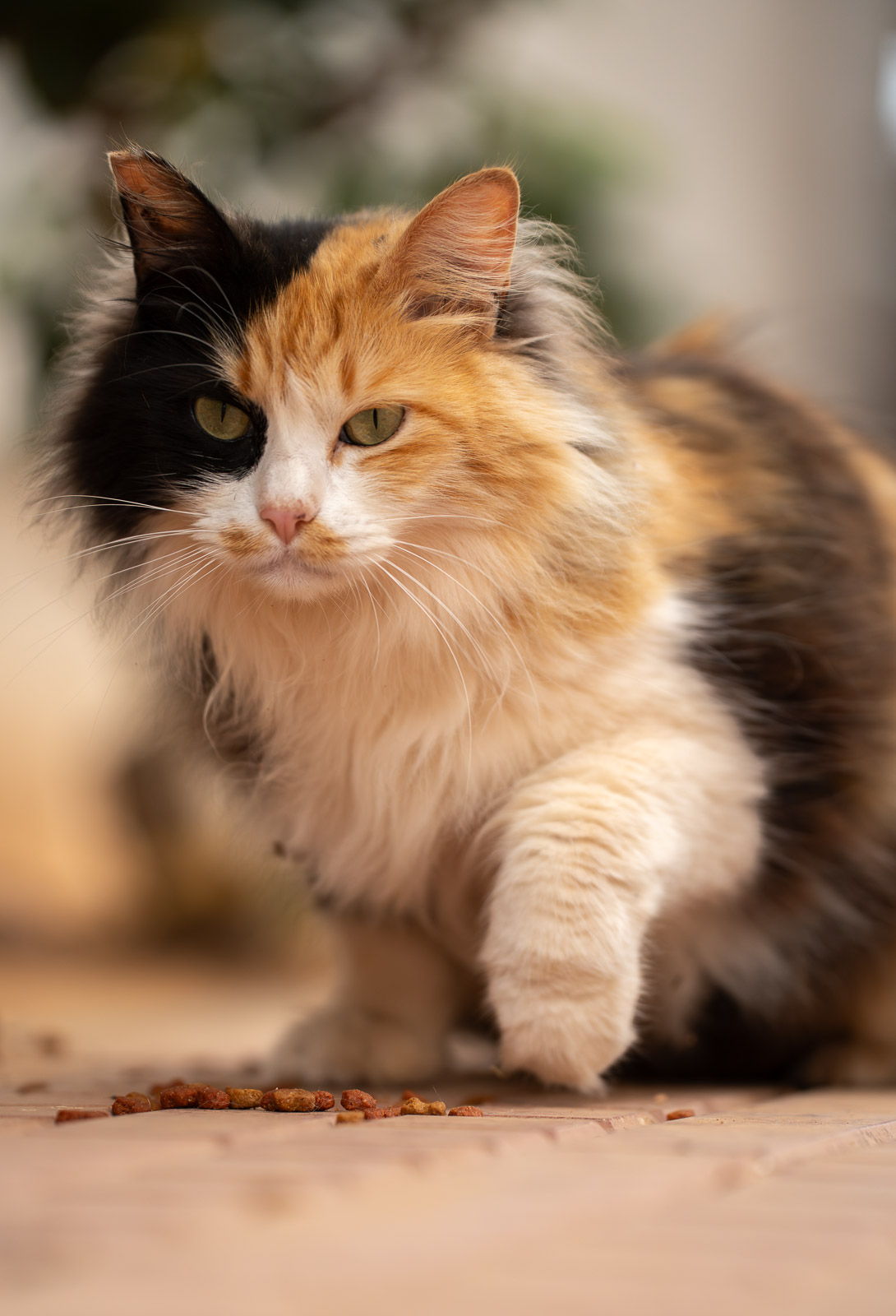 Ibiza Cat – Sun & Shadow