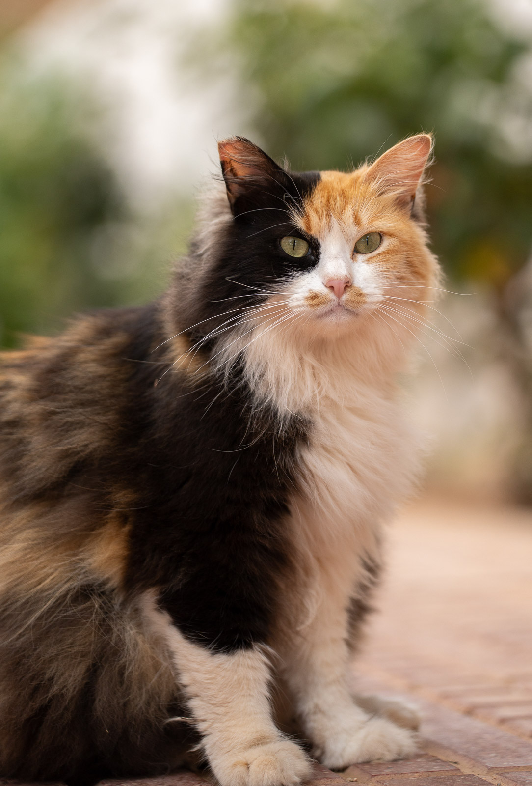 Ibiza Cat – Sun & Shadow