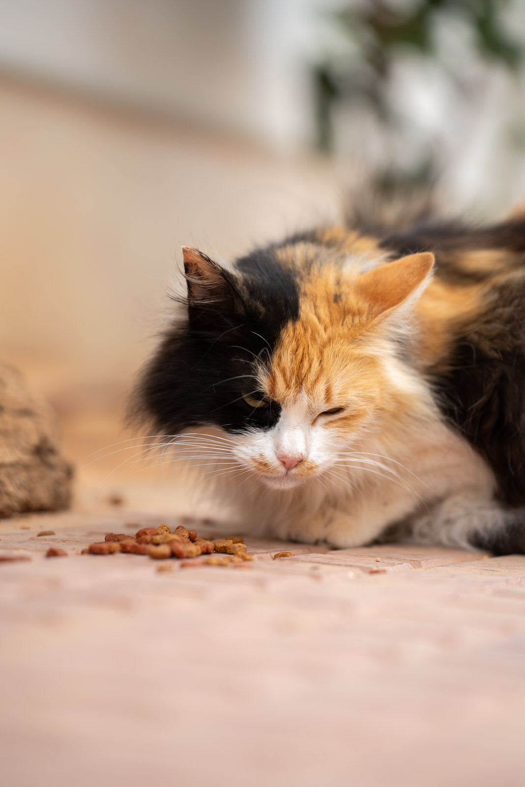 Ibiza Cat – Sun & Shadow