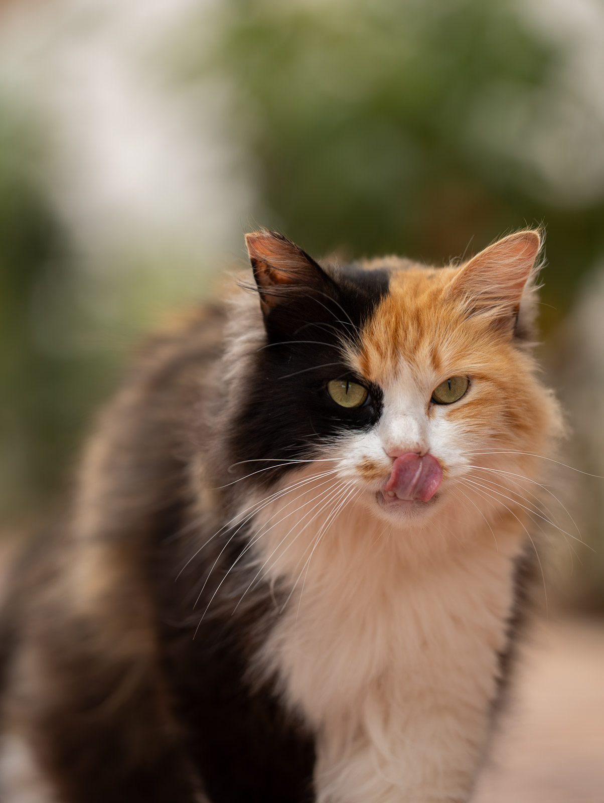 Ibiza Cat – Sun & Shadow