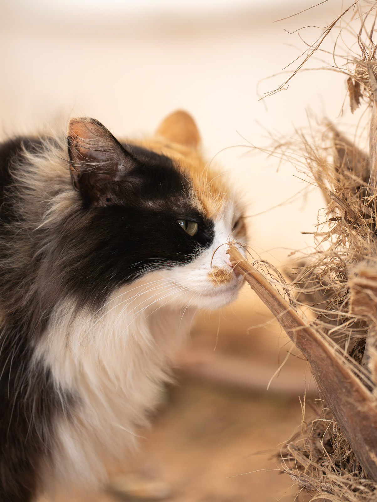 Ibiza Cat – Sun & Shadow