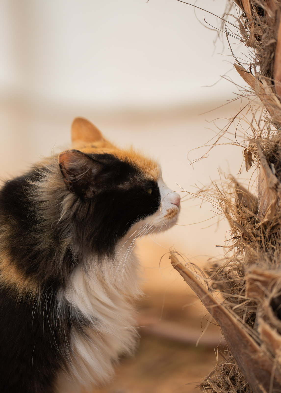 Ibiza Cat – Sun & Shadow