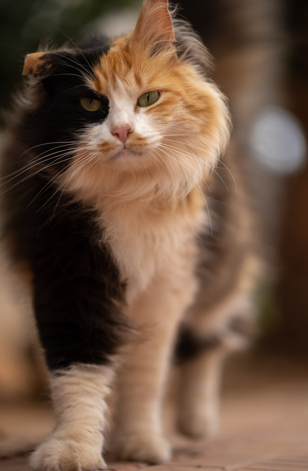 Ibiza Cat – Sun & Shadow