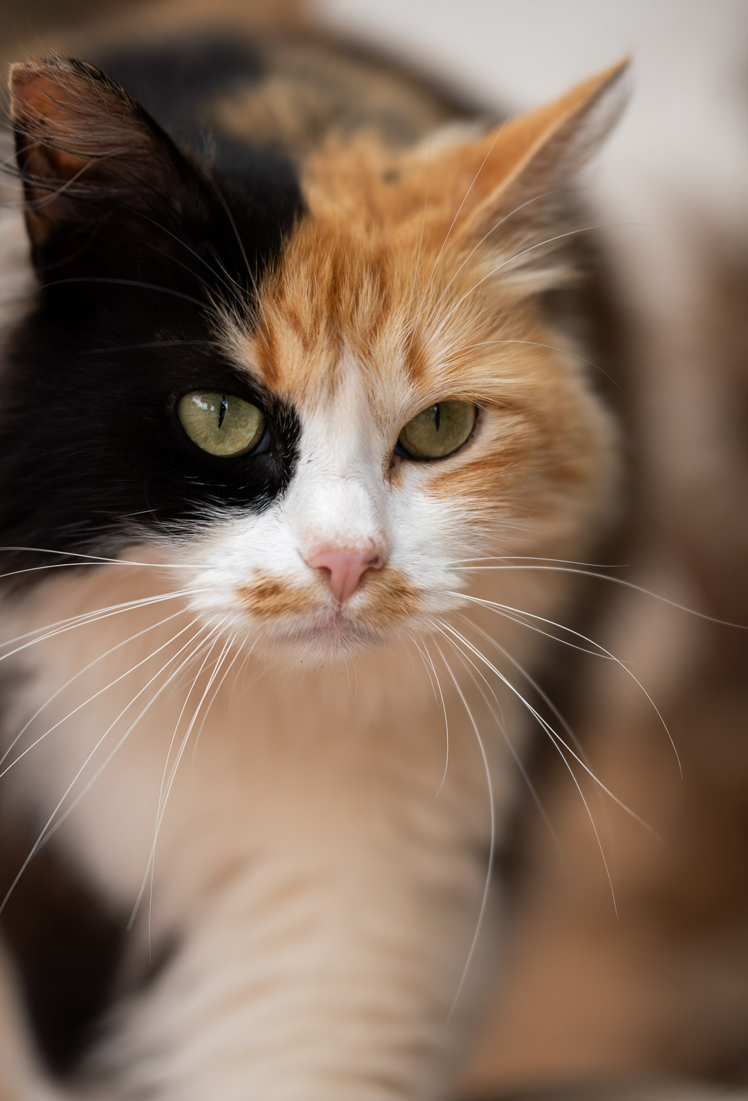 Ibiza Cat – Sun & Shadow