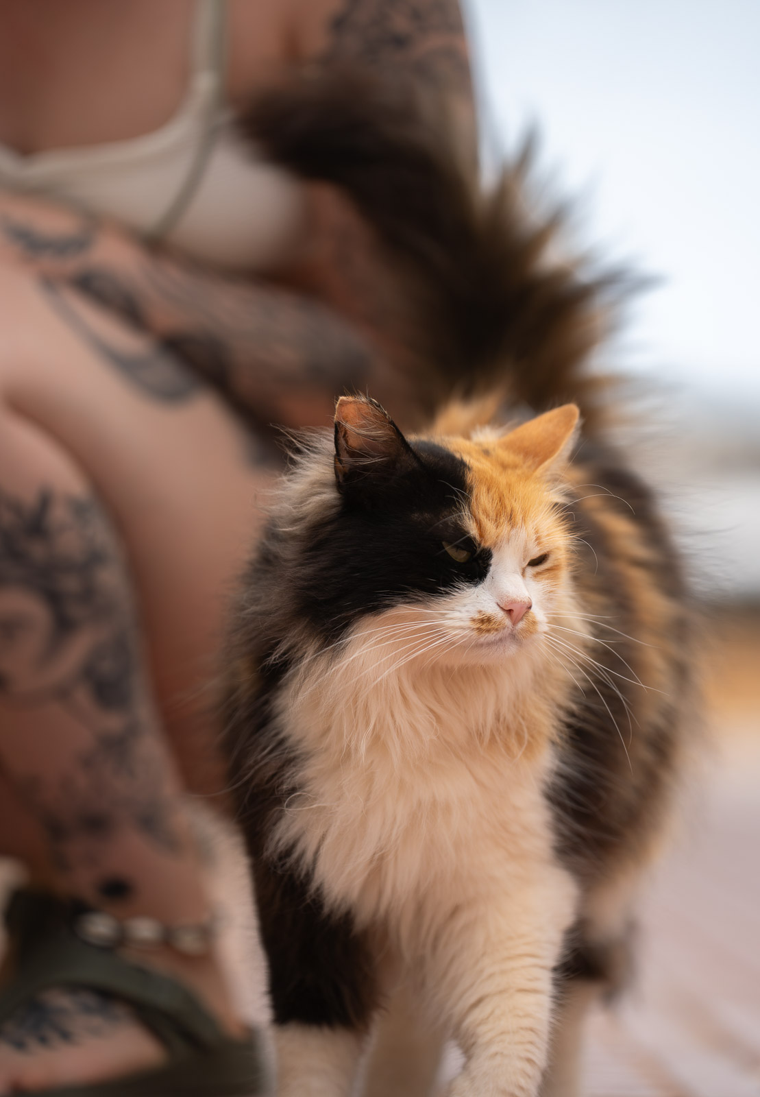 Ibiza Cat – Sun & Shadow